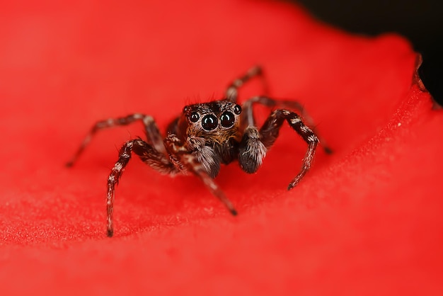 spider jumper macro, arachnophobia, beautiful jumping spider, poisonous spider