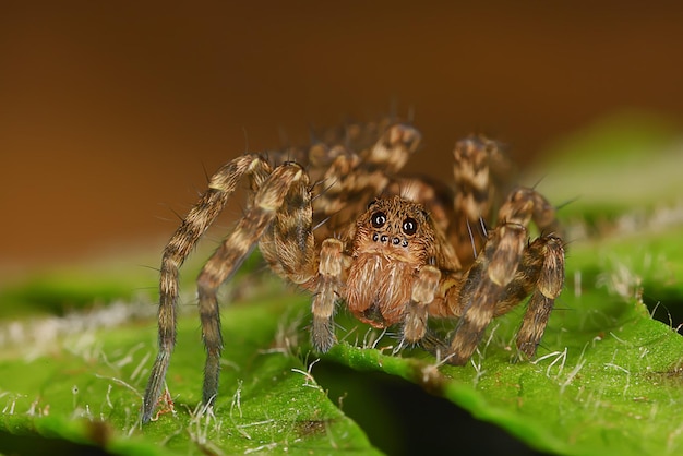 spider jumper macro, arachnophobia, beautiful jumping spider, poisonous spider