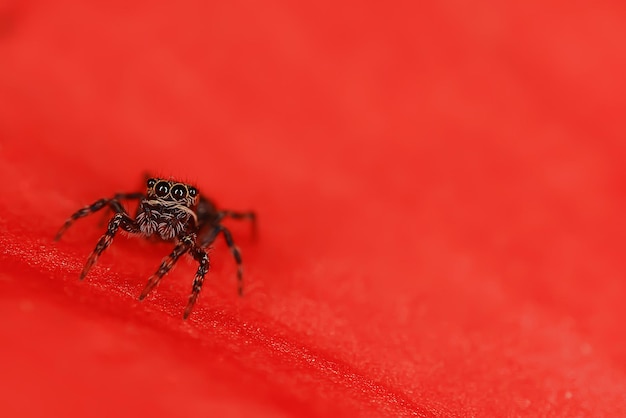 spider jumper macro, arachnophobia, beautiful jumping spider, poisonous spider