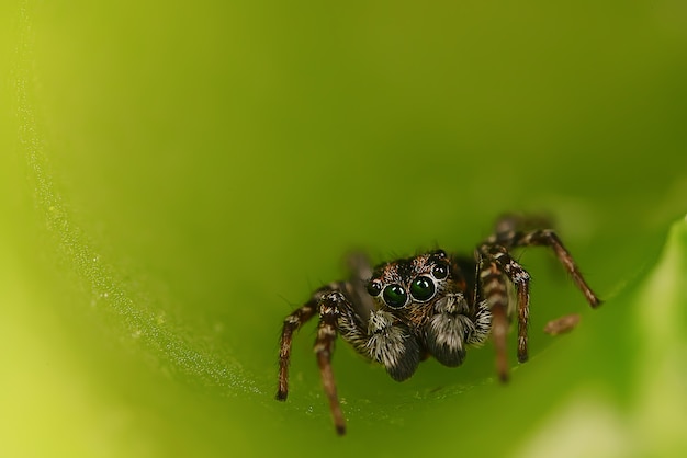 Spider jumper macro arachnophobia