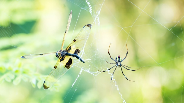 Spider kill a dragonfly on a spider web.