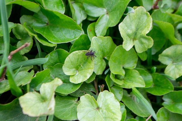 Photo a spider on a leaf that is sitting on a bed of clover.