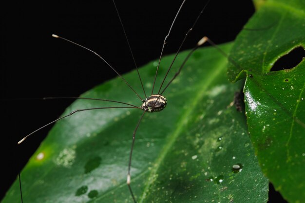 spider on the leaves in the natural forest