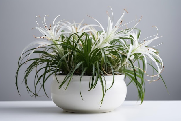 Spider Lily Hymenocallis Spp In A White Pot On A White Background Generative AI