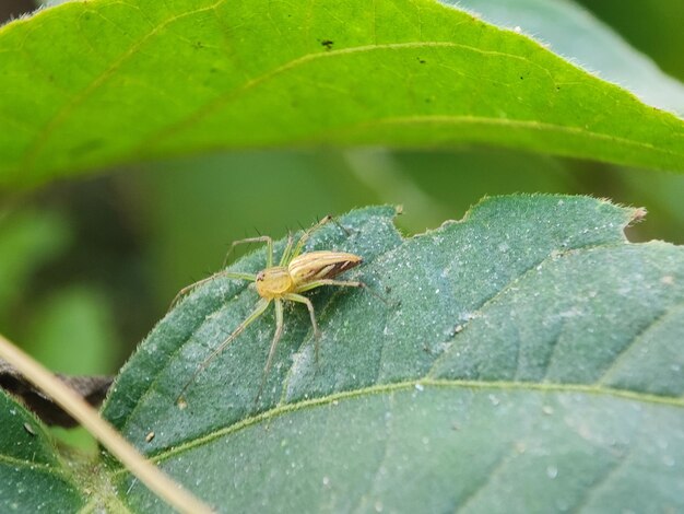 spider macro