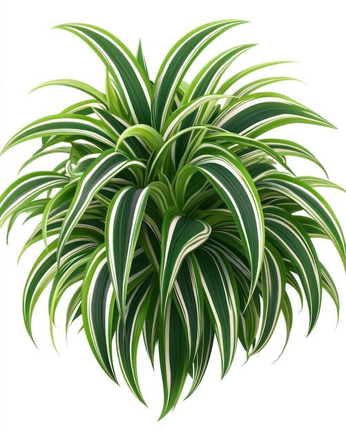 A spider plant with long arching leaves and a white stripe isolated