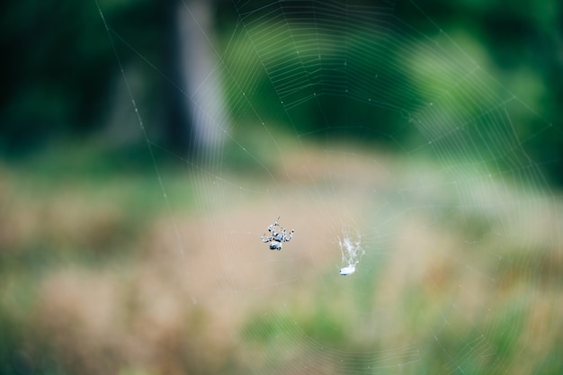 A spider spider weaves a web in the forest