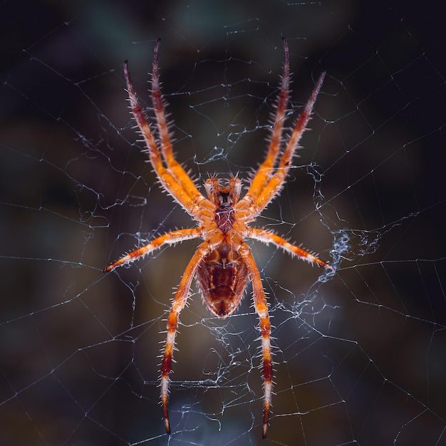 spider on the spider web waiting to hunt