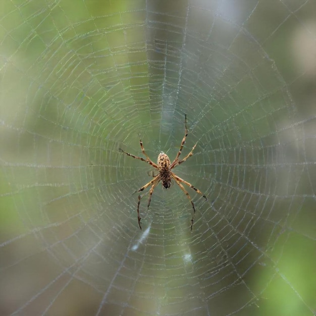 a spider that is on a spider web