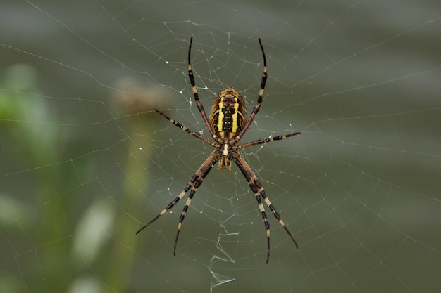 Spider-wasp (lat. Argiope Bruennichi). Spider and spider web in dew in heavy fog at dawn.