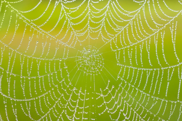 The spider web closeup in sunny morning Cobweb with dew background