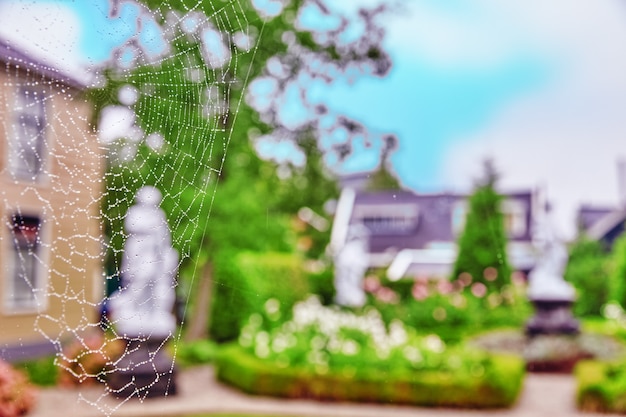 Spider web (cobweb) closeup view on nature.