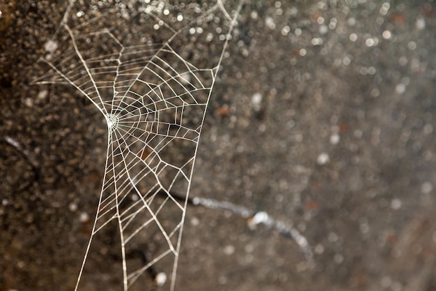 Spider web on a dark background close up