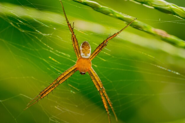 spider on web in the field