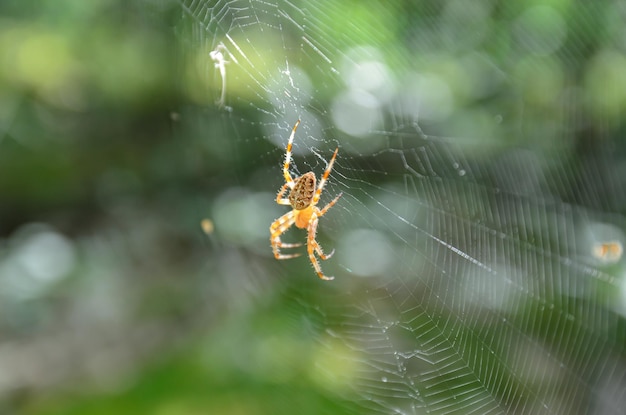 spider on a web in the forest close-up