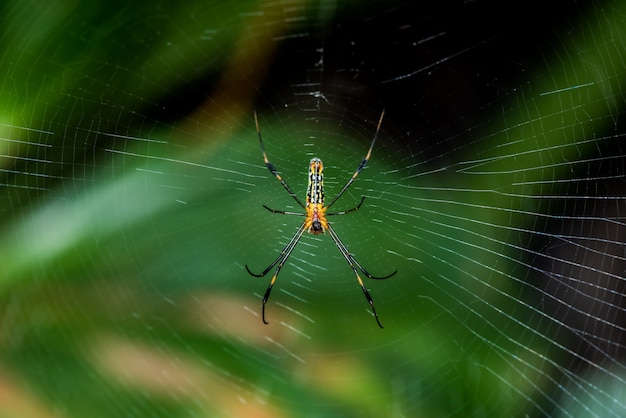 spider on the web in the forest, insect and animal