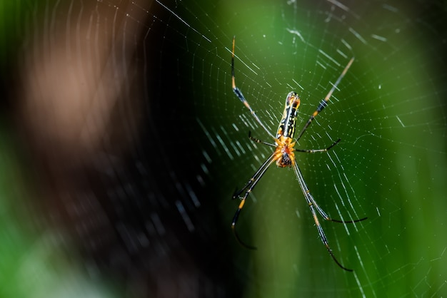 spider on the web in the forest, insect and animal