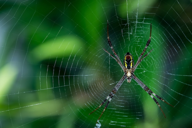 spider on the web in the forest, insect and animal