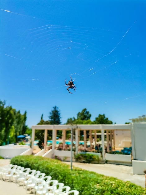 Spider in web found at rhodes island greece