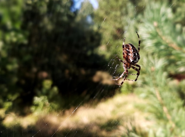 Spider on a web in a pine forest