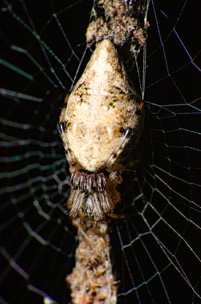 Spider on web small spider waiting for prey on its made web selective focus