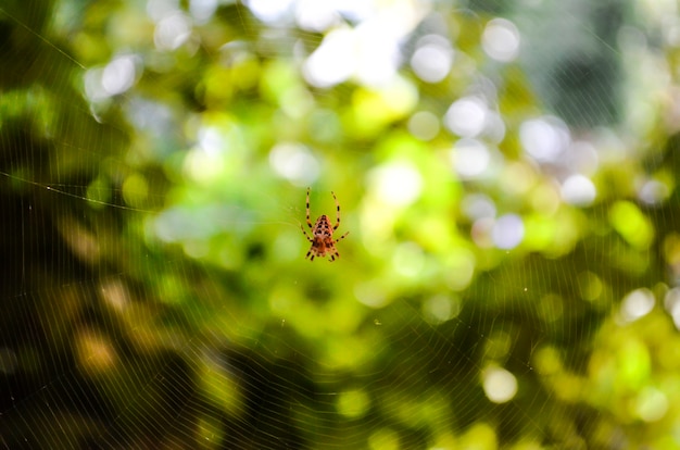 Spider on the web. Spiderweb on bright yellow green sun light nature, network of spider, spring season, beauty of wild nature concept