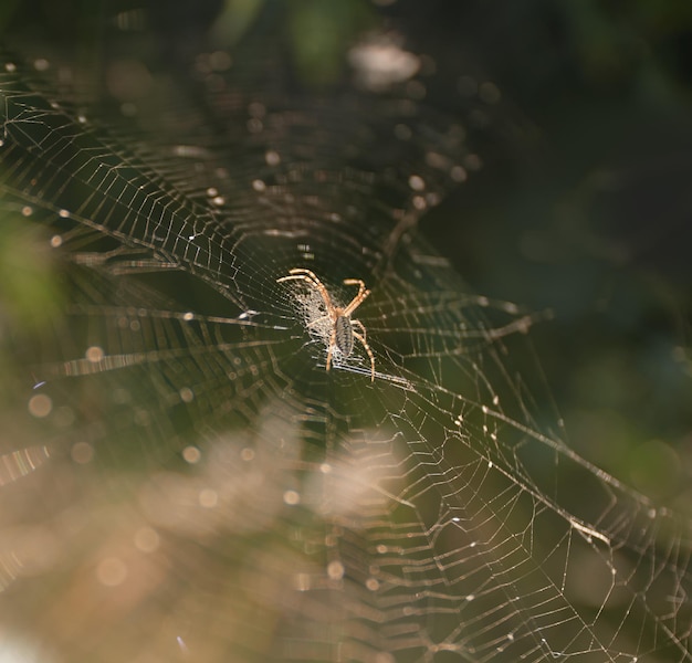 Spider on the web waiting for victim Oxyopes salticus in the nature Danger lynx spider in the wilds