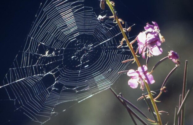 Spider web with a cobweb