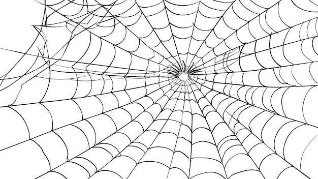 Photo spider web with a spider web on a white background