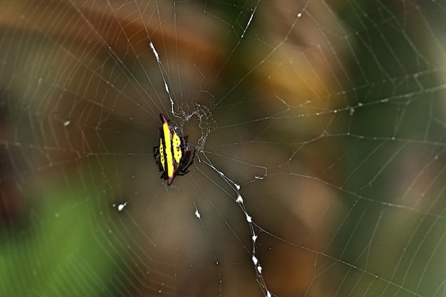 Spider on the webs