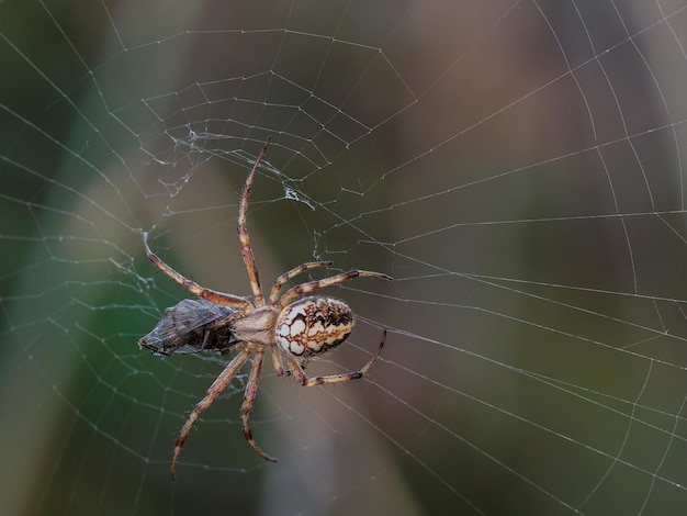 Spider with insect captured in its web