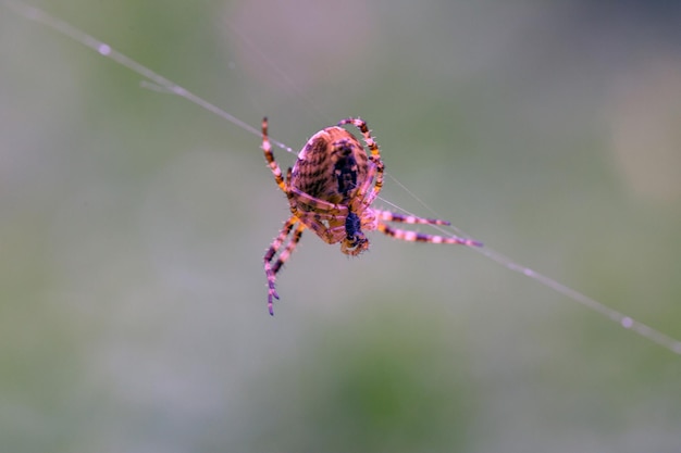 Spidercross sitting on its web Wild animals