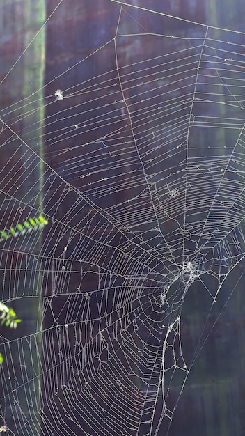 spiderweb on a black background