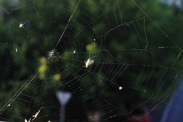 Spiderweb with insects on a green.