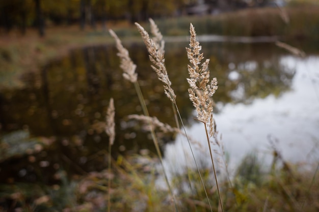 A spike on the background of a lake. Fluffy reeds. Field plants. Warm autumn landscape. Dry stems.