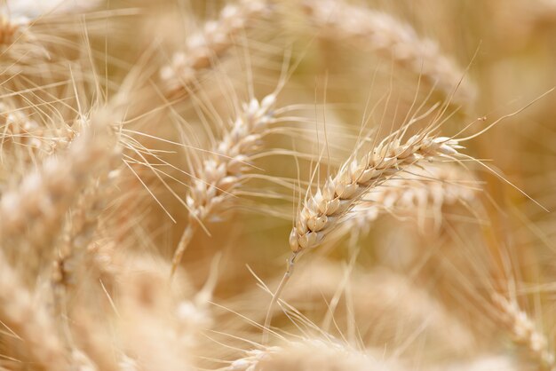 Spike of Wheat