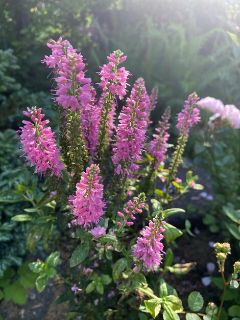 Photo spiked veronica with pink blossoms growing in a garden under sunlight