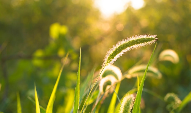 Spikelet of grass on a green during sunset