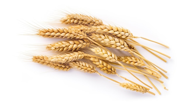 Spikelet's of wheat isolate on white background Selection focus background isolated