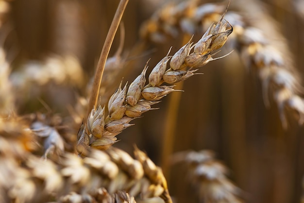 Spikelets of barley closeup selective focus