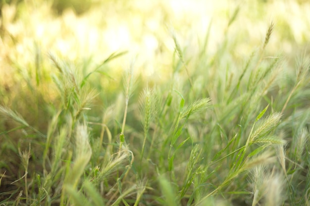 Spikelets field illuminated by the sun