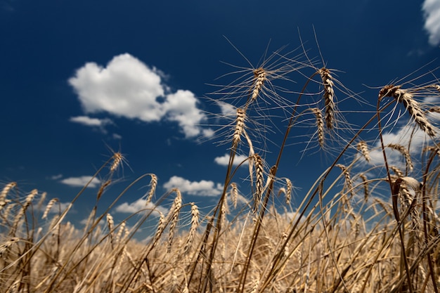 Spikelets of ripe bread on a field on a bright sunny day against a background of blue sky and white ...