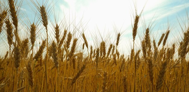 Spikelets of ripe wheat against the blue sky Background in gold and blue tones