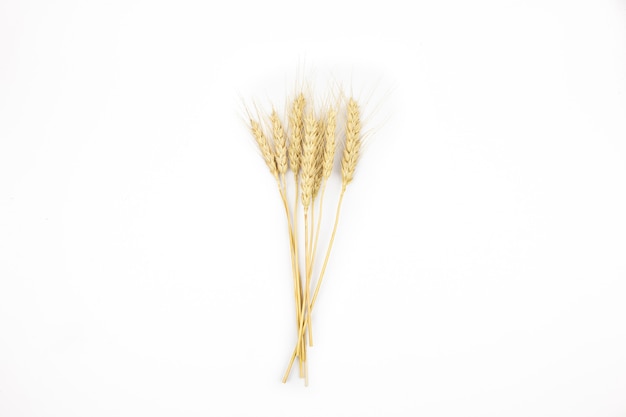 Spikelets of ripe wheat on a white background isolate