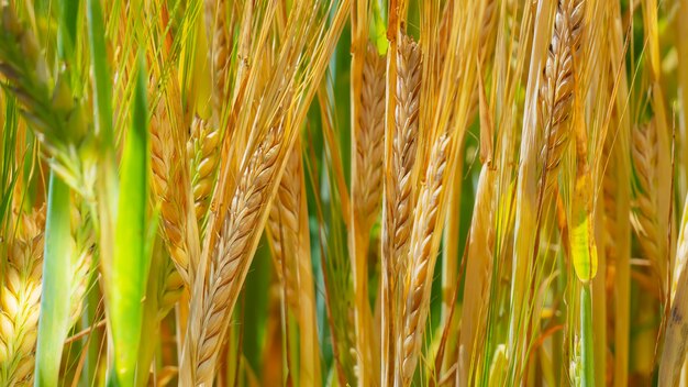 Spikelets of rye in the field in the summer on the nature.