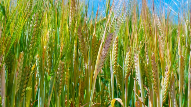 Spikelets of wheat against the of the dark sky