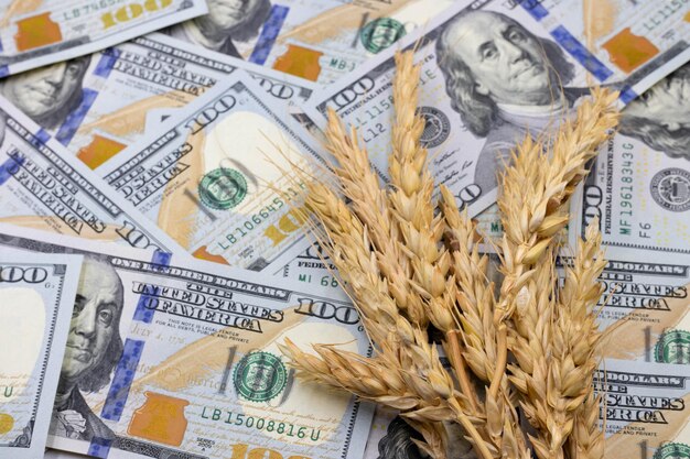 Spikelets of wheat on the background of dollars banknotes Background of one hundred dollar bills