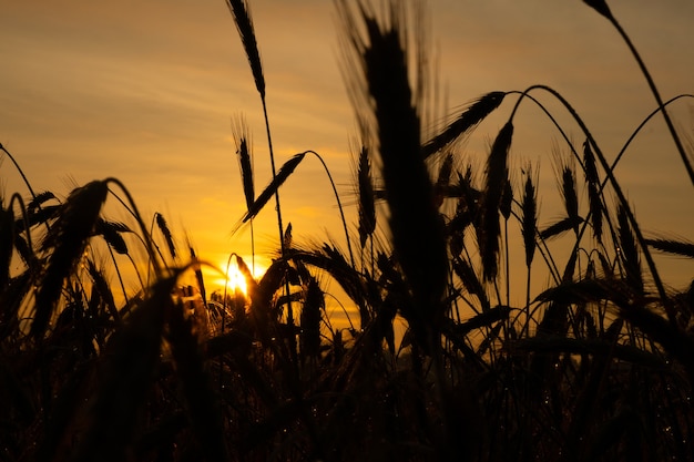 Spikelets of wheat close-up in the rays of the yellow warm sun at sunrise, dawn over a wheat field in the countryside.