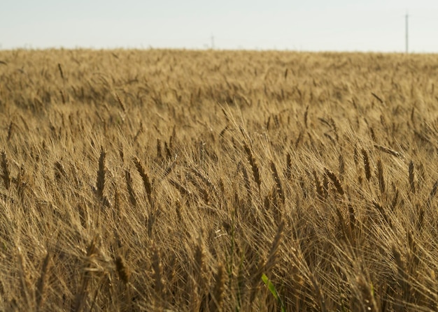 Spikelets in the wheat field 2