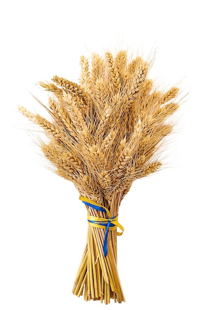 Spikelets of wheat isolate on white background Selection focus